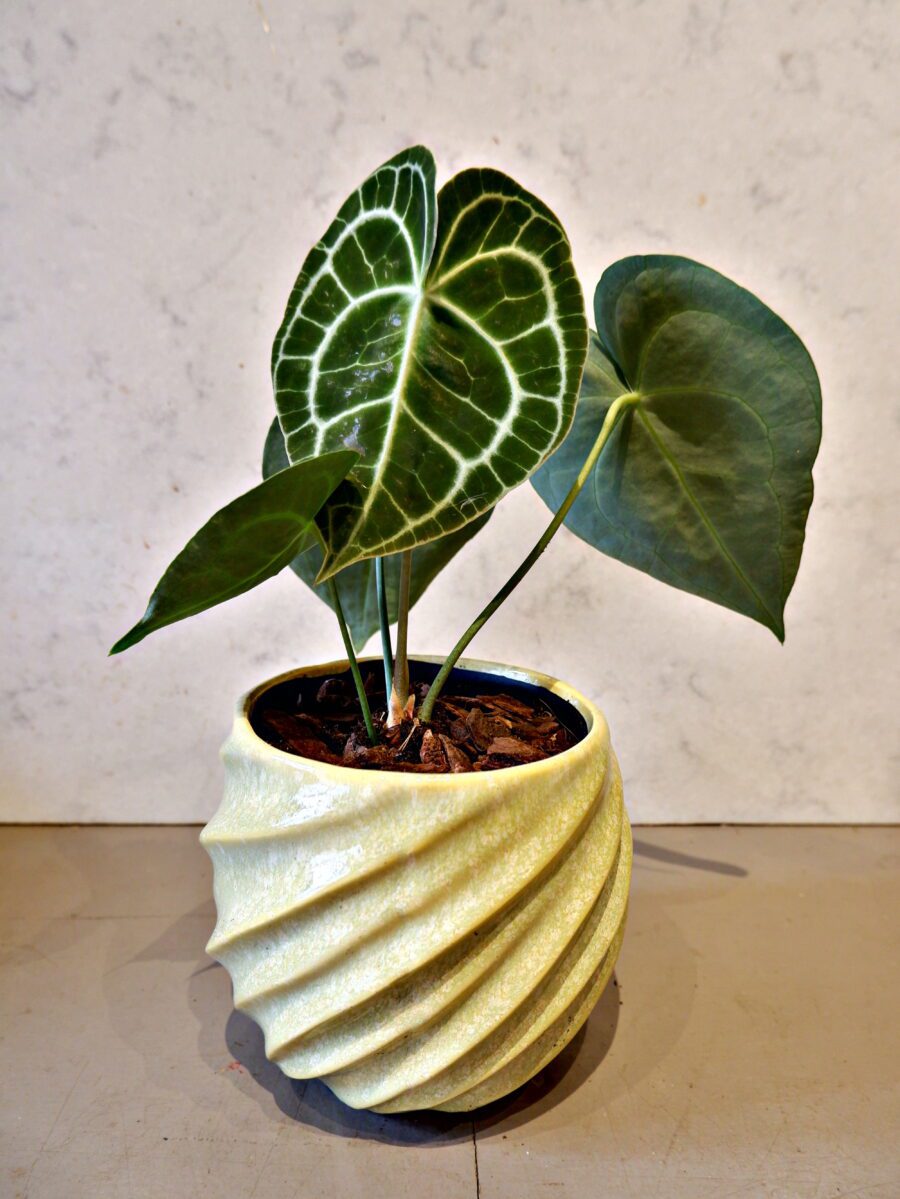 Anthurium Clarinervium i gul krukke