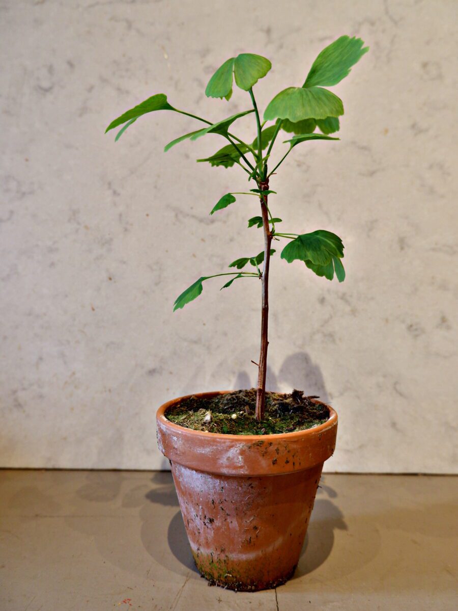 Ginkgo Biloba (tempeltræ)