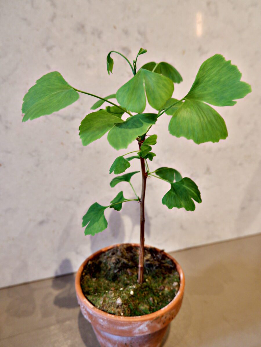 Ginkgo Biloba (tempeltræ) - Image 2