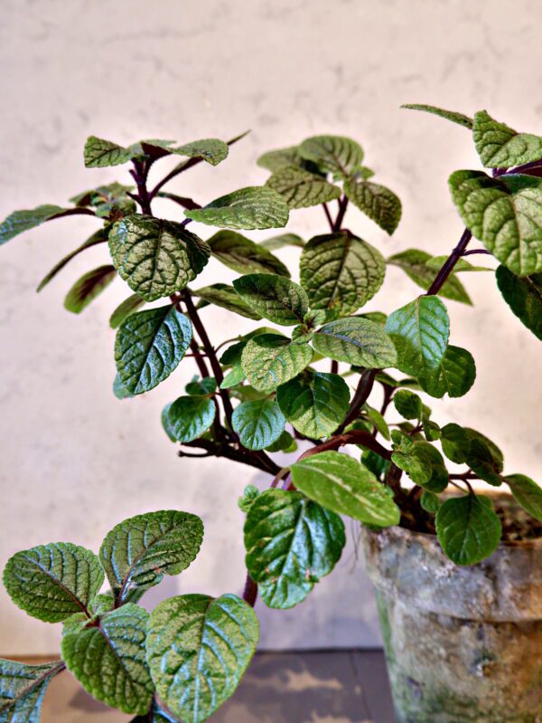 Mølplante