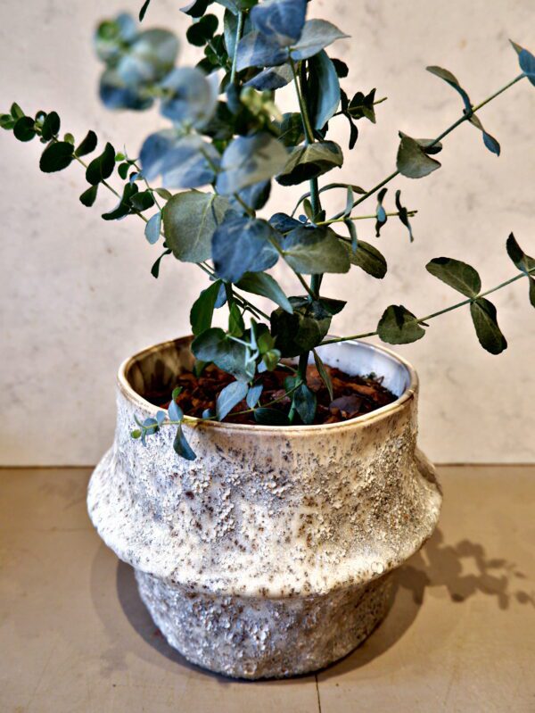 Eucalyptus i flot krukke