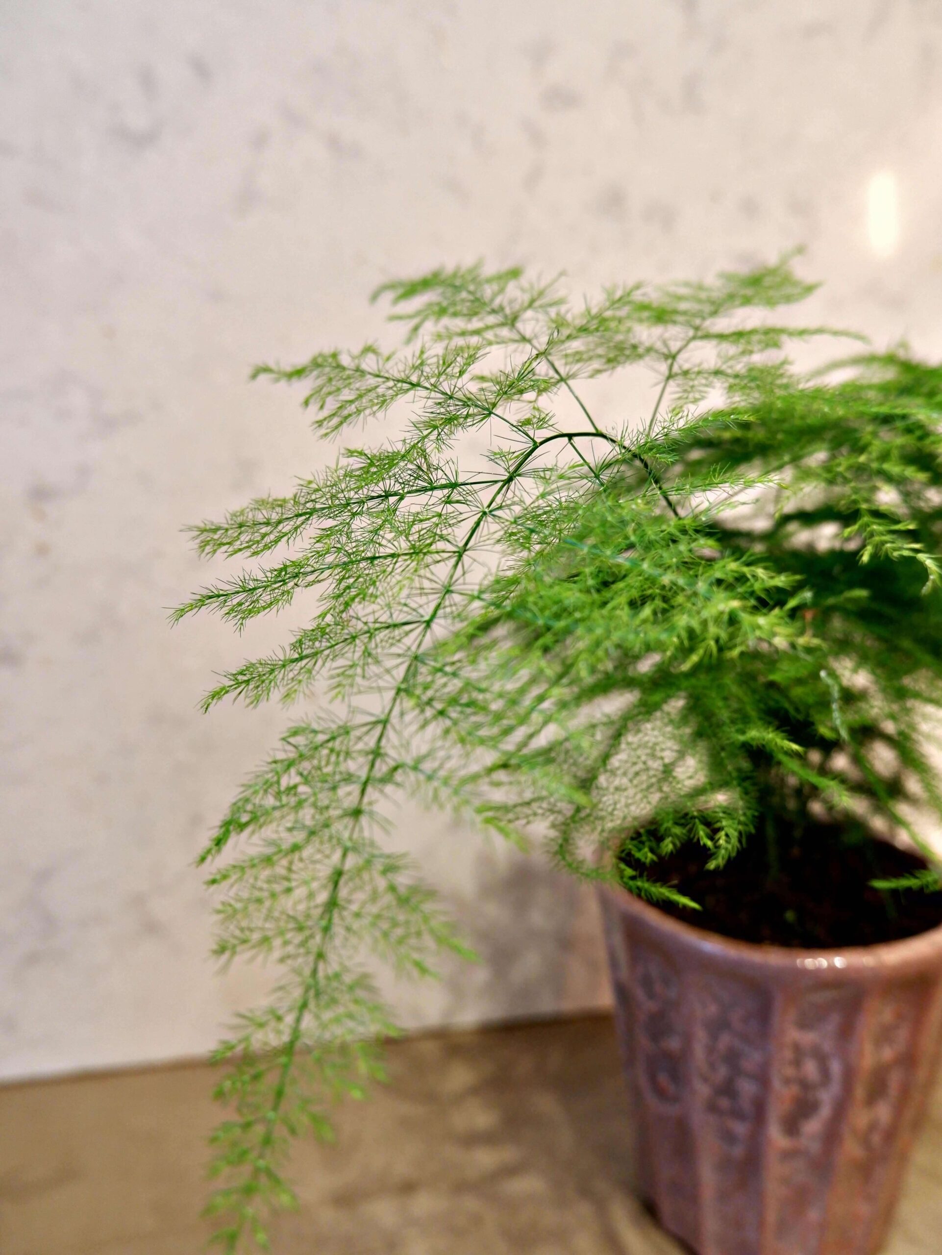 Asparagus