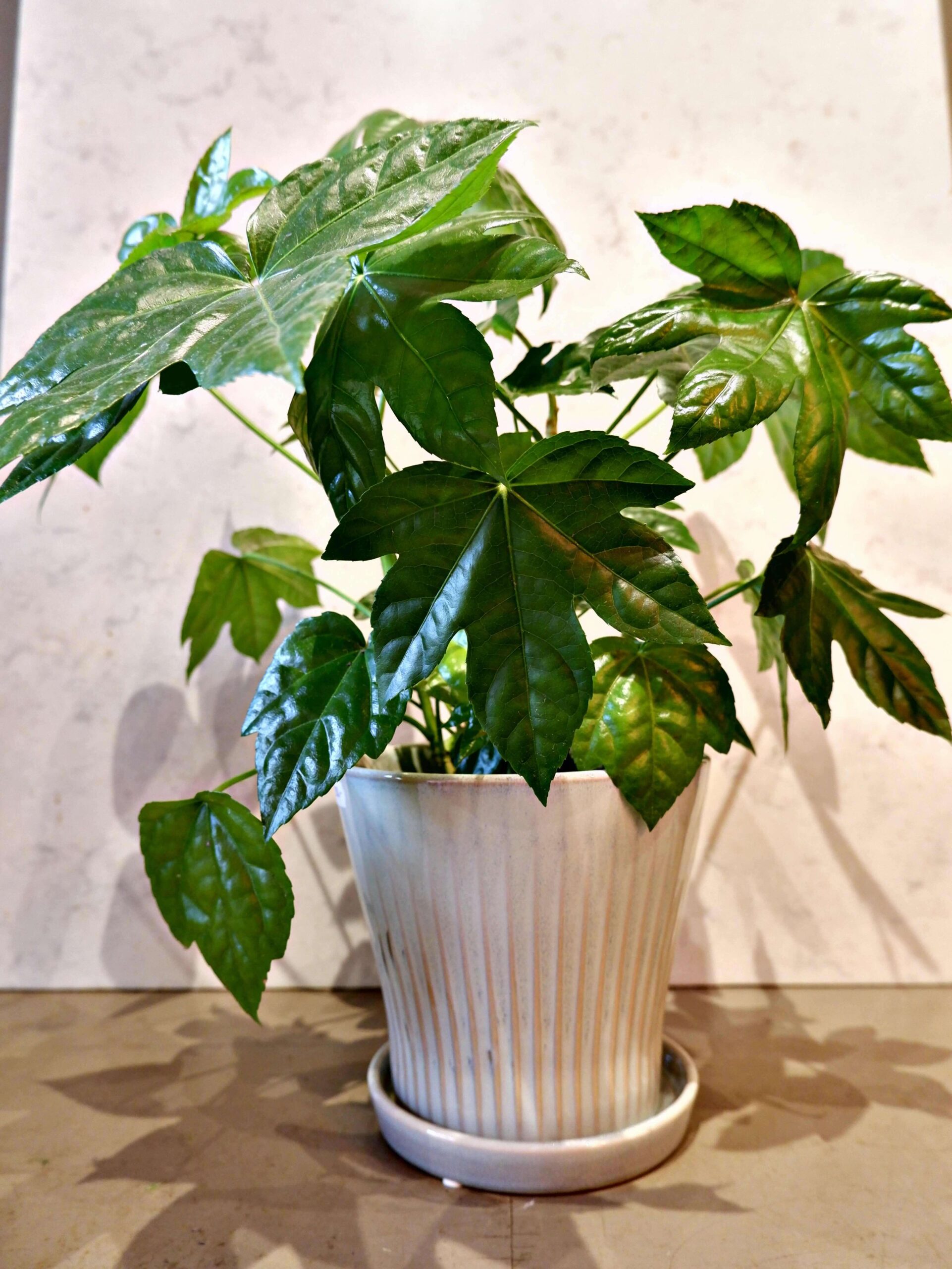 Fatsia Japonica